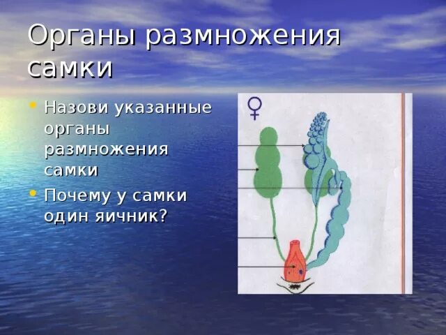 Тест органы размножения. Органы размножения самок. Строение органов размножения самок. Назовите органы размножения птиц.. Схема органы размножения самки.