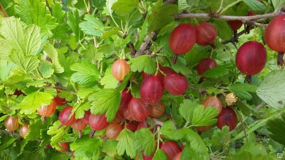 Саженцы крыжовник Машека. Крыжовник бесшипный. Крыжовник Машека бесшипный. Крыжовник Машенька.