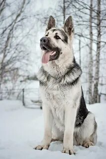 Восточно европейский дальне восточный
