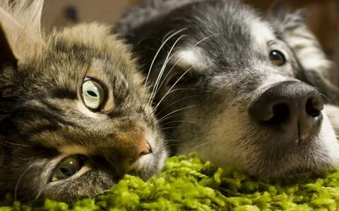 Cat dog green