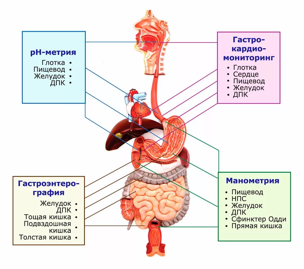 Пищеварительная система причины. Функциональная анатомия желудочно кишечного тракта. Желудочно-кишечный тракт человека строение. Заболевания органов желудочно-кишечного тракта. Функциональные исследования желудочно-кишечного тракта..