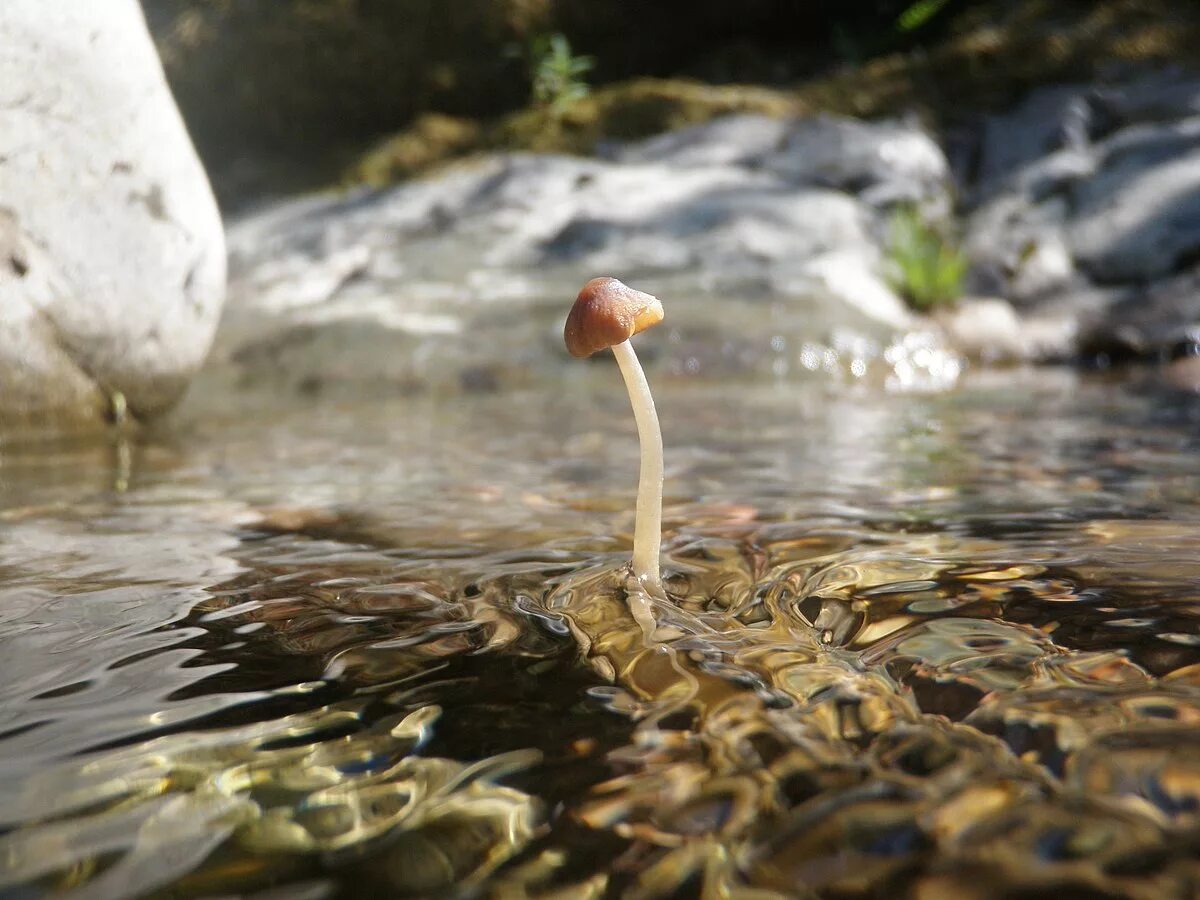 Psathyrella Aquatica гриб. Псатирелла Акватика. Грибы в водоемах. Грибы растущие в воде. В воде есть грибы