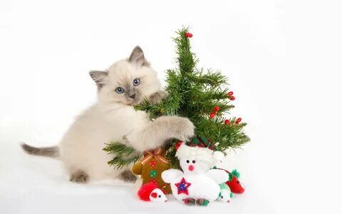 Новогодний кот 2024