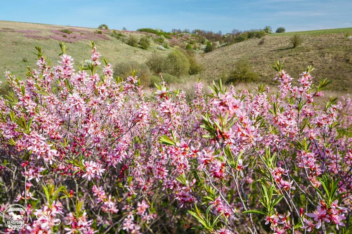 Миндаль Степной (Prunus tenella). Миндаль бобовник. Сакура-бобовник. Миндаль низкий Степной бобовник. Миндаль степной