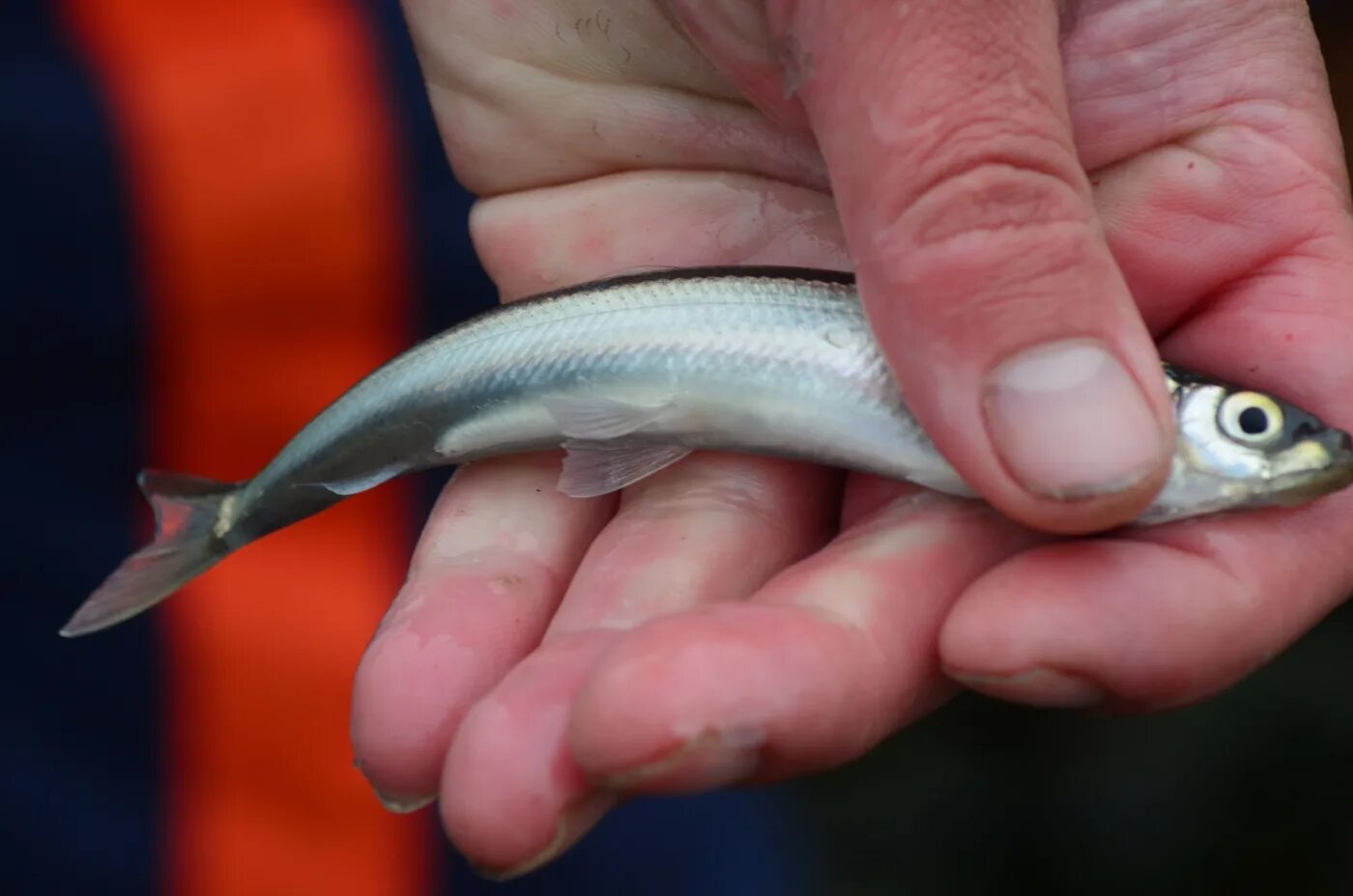 корюх беломорский. маленькая корюшка. снеток рыба. корюшка описание рыбы. озерная рыба снеток.
