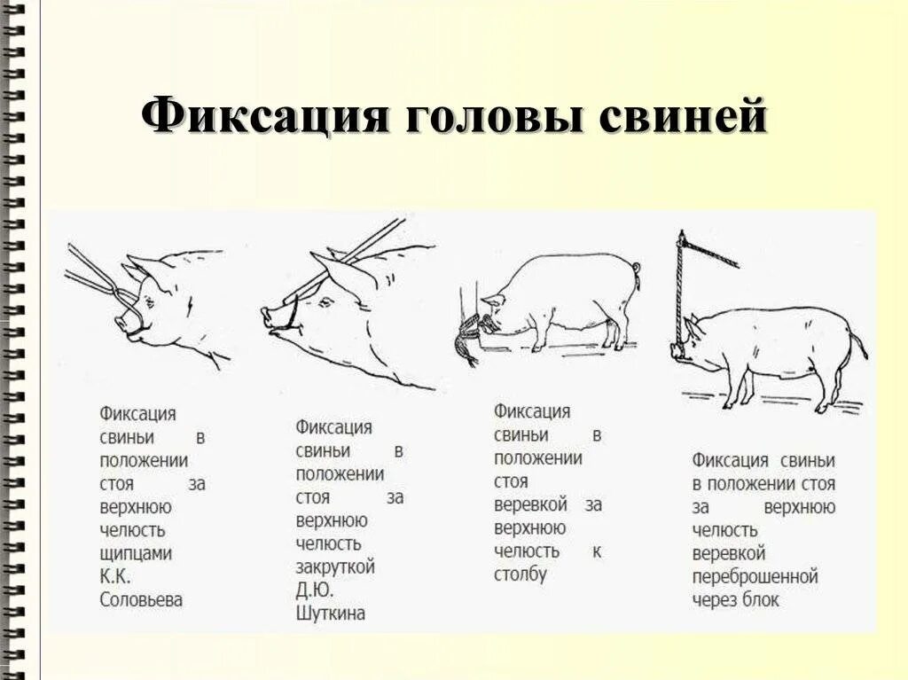 Как получить пин свиньи. Фиксация свиней способы. Методы фиксации повал свиньи. Способы фиксации и обездвиживания КРС. Фиксация крупного рогатого скота конечности.