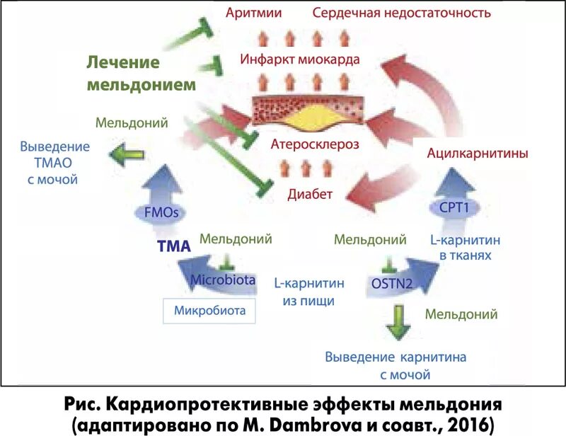 Милдронат. Механизм действия мельдония схема. Милдронат таблетки инструкция. Схема приема милдроната. Милдронат механизм действия.