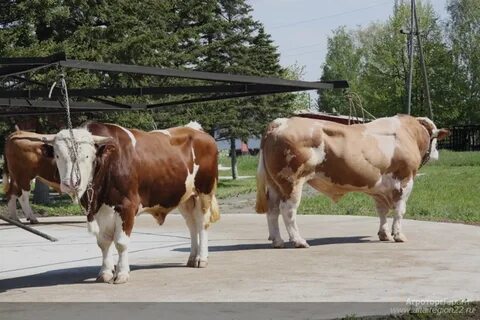 Коровы алтайский край