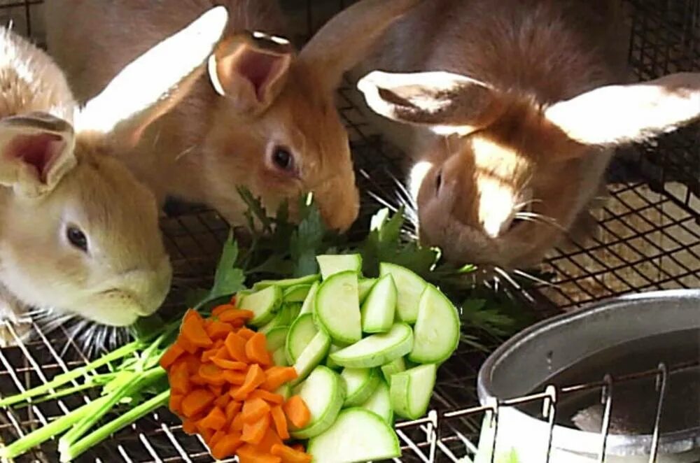 Можно кроликам тыкву. Питание кроликов. Кормление кроликов. Еда для кроликов декоративных. Домашний кролик для еды.