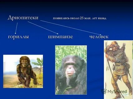 Орудия труда дриопитеков