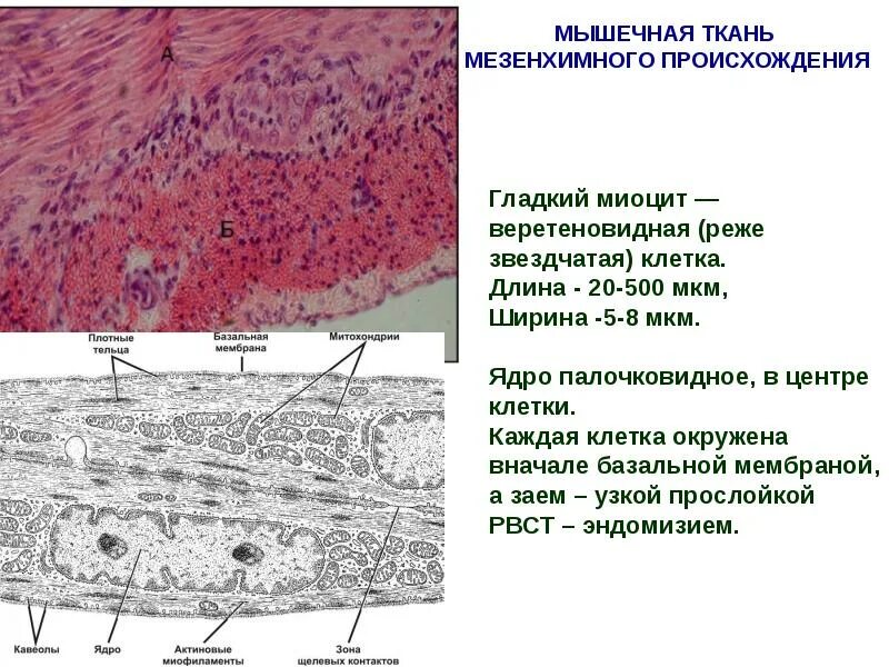 Состоят из многоядерных веретеновидных клеток. Строение гладкого миоцита гистология. Гладкий миоцит строение гистология. Мышечная ткань мезенхимного происхождения. Гладкая мышечная ткань мезенхимного происхождения.