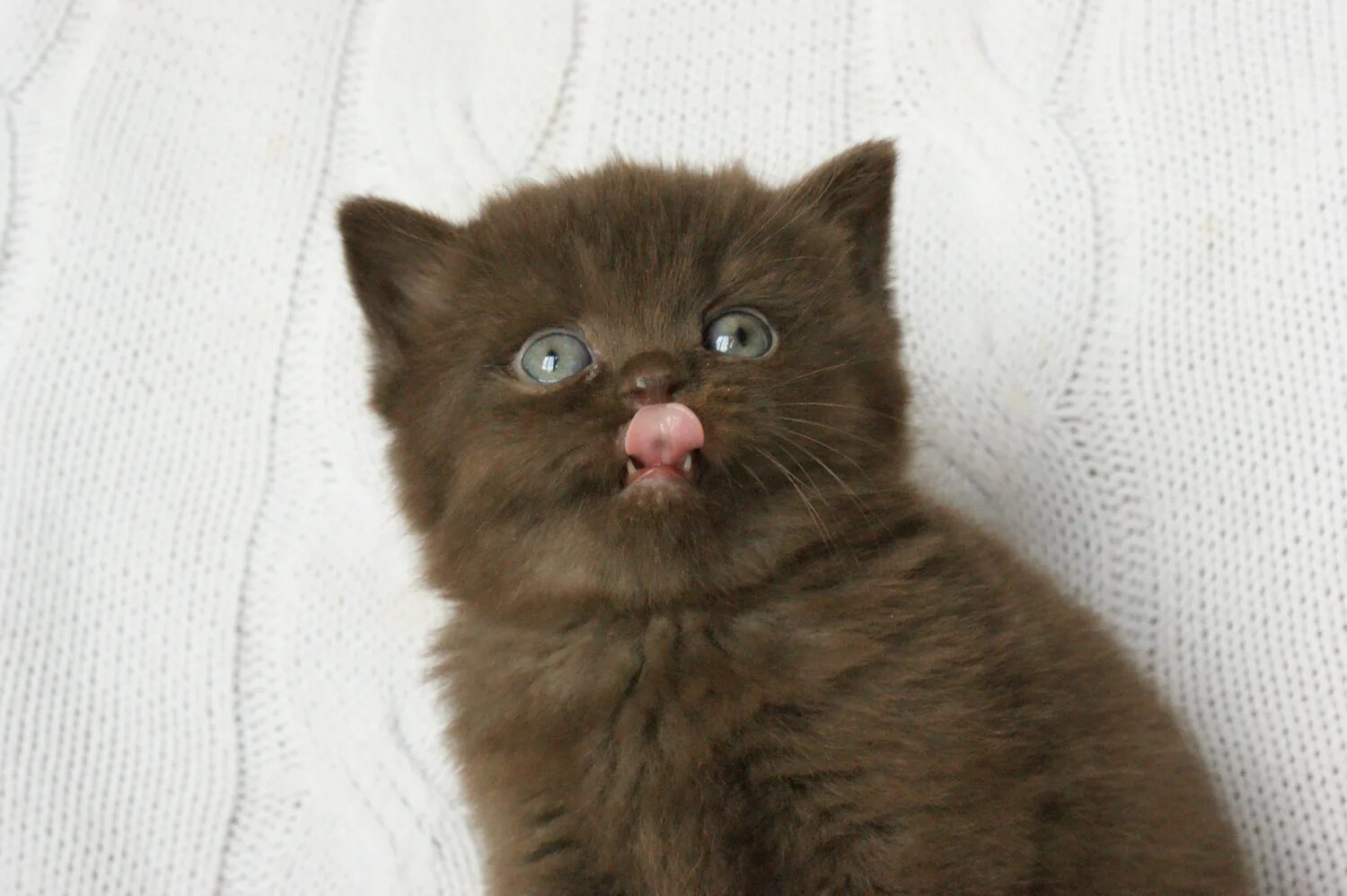 Котята шоколадного окраса с фруктами. Фото кошечки шоколадного цвета с белым носиком. От персидской кошки с шоколадной окраской