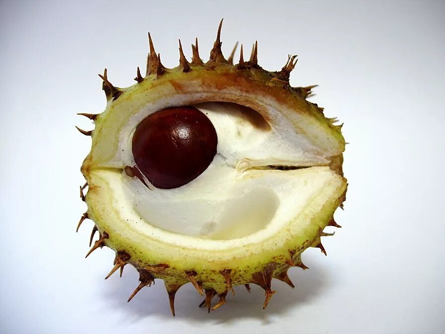 розовый фрукт питахайя. как выглядит глаз дракона. драгон фрукт красный. питайя драконий. глаз дракона фрукт.