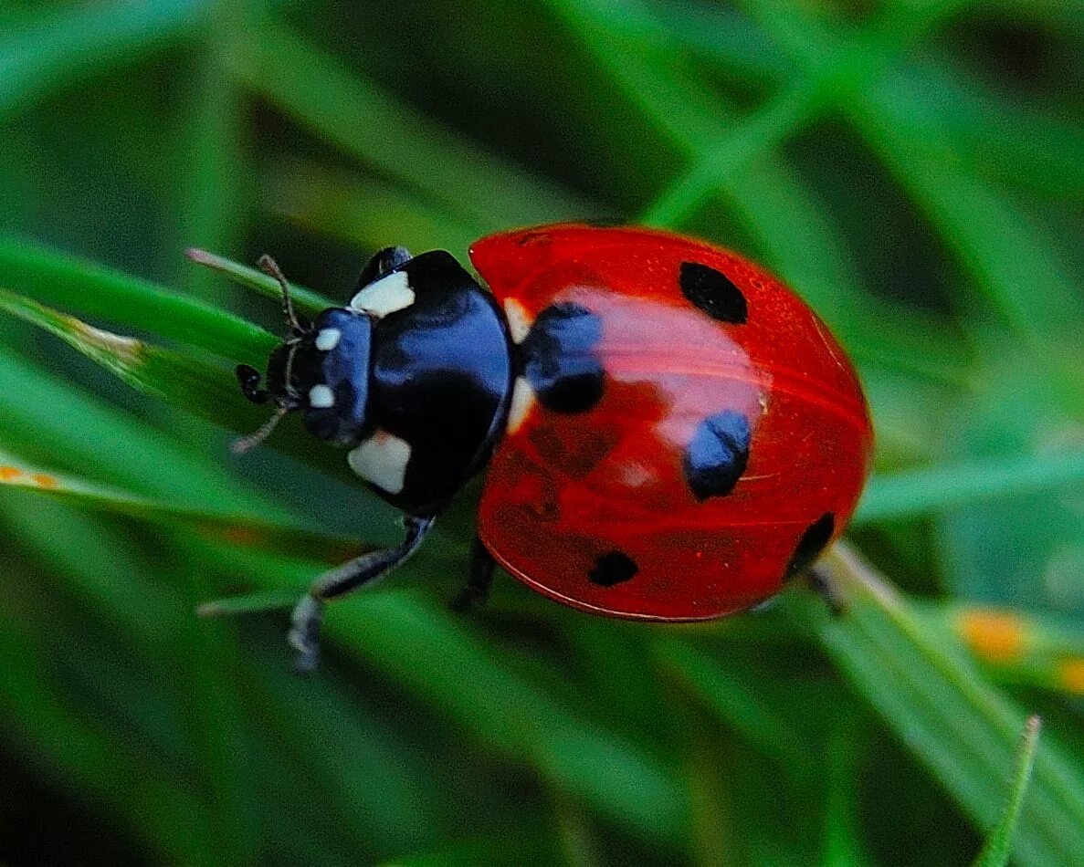 Включи божья коровка. Ladybird Божья коровка. Божьи коровки (Coccinellidae). Божья коровка шеститочечная. Божаякорова.