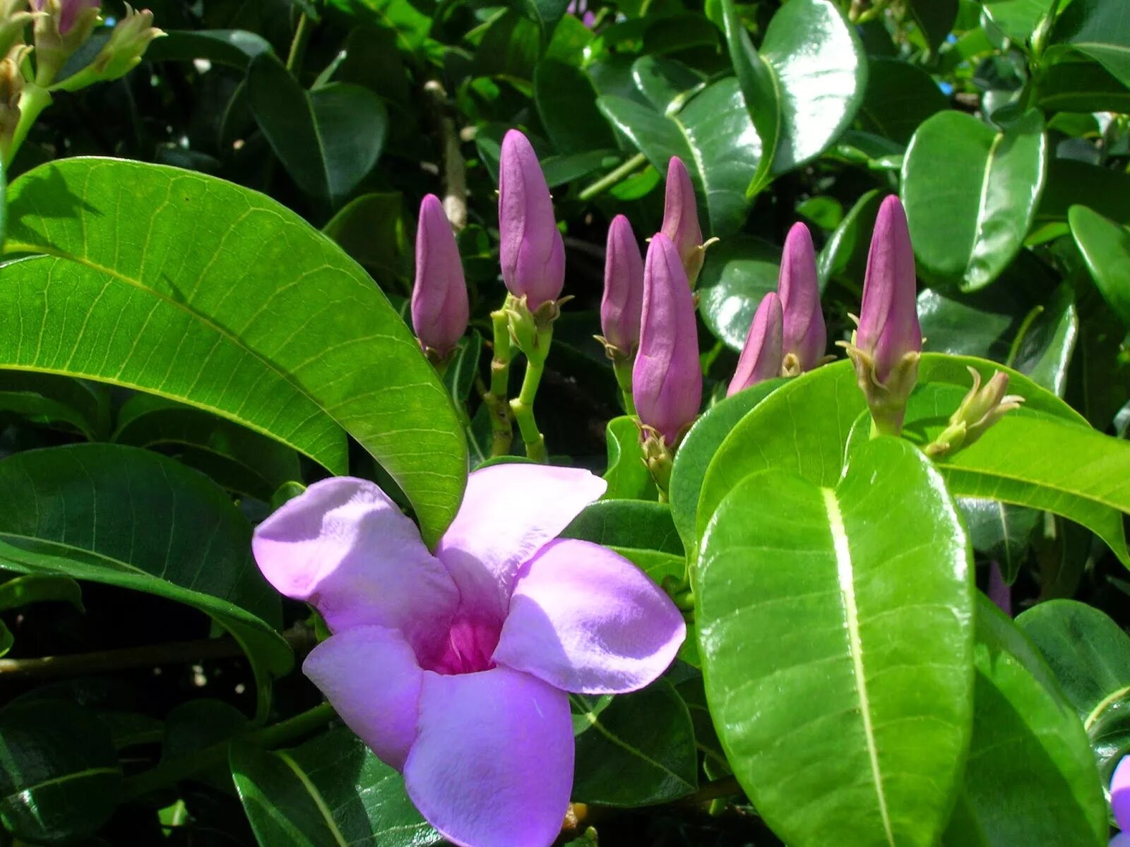Плюмерия сноу вайт. Трахелоспермум хамелеон. Катарана цветок. Трахелоспермум. Лиана с бутоном экзотика.