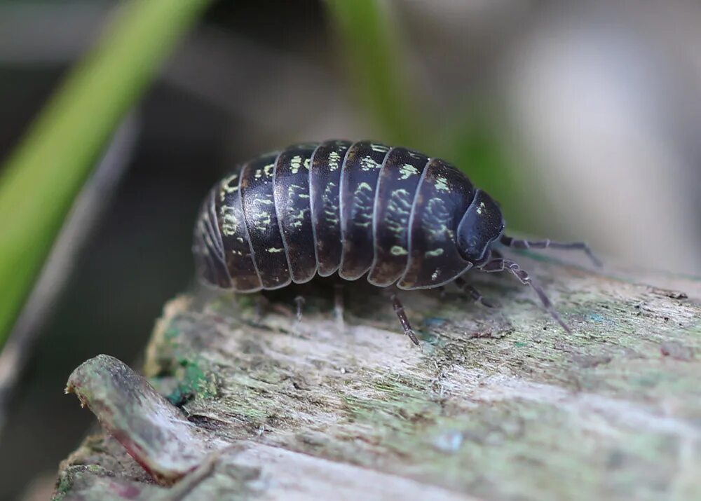 Мокрица рак. Жук мокрица броненосец. мокрица-броненосец обыкновенная. armadillidium vulgare - мокрица броненосец. мокрица с панцирем.