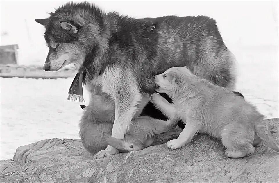 Быть похожа на волка. Сибирская Дикая собака. Волк, похожий на меня Wolf like me. Щенок хаски заигрывает с щенком немецкой овчаркой.