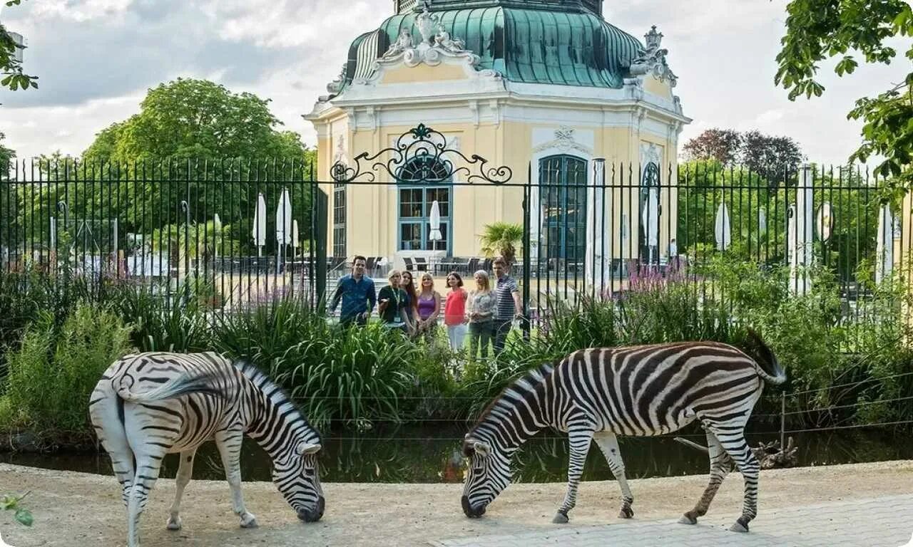 Культура зоопарки. Шенбруннский зоопарк Австрия. Шенбруннский зоопарк (Вена). Зоопарк Тиргартен Шенбрунн. Парк Шенбрунн зоопарк.