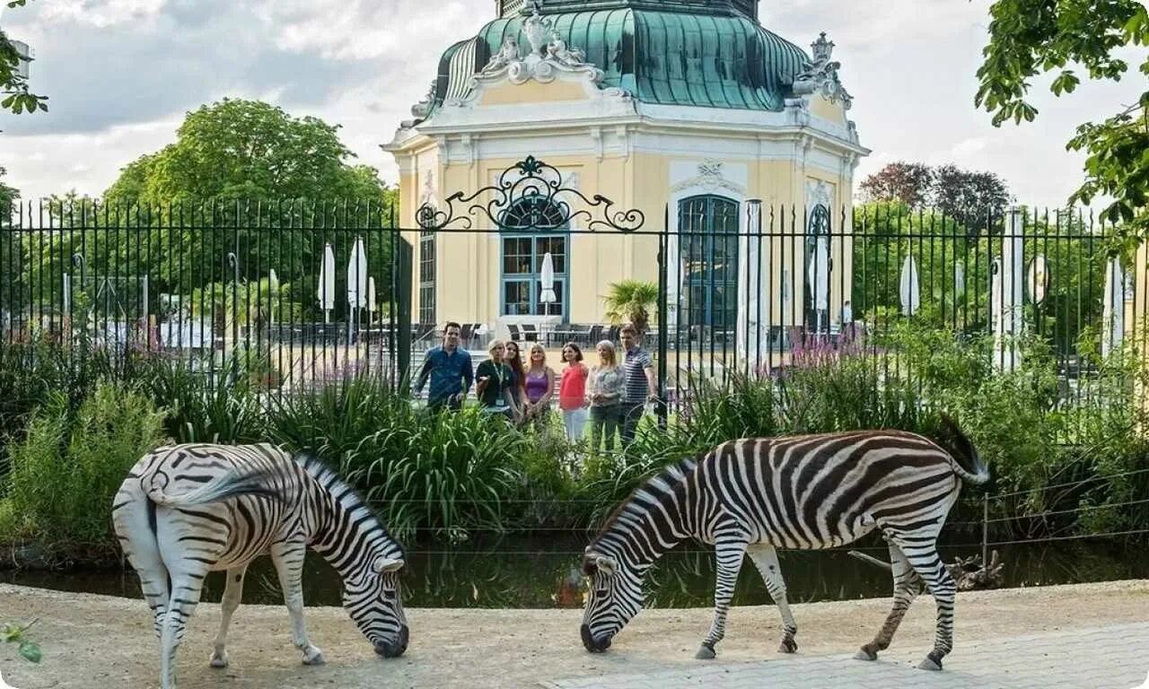 Посетить зоопарк. Шенбруннский зоопарк австрия. шенбруннский зоопарк (вена). зоопарк тиргартен шенбрунн. парк шенбрунн зоопарк.