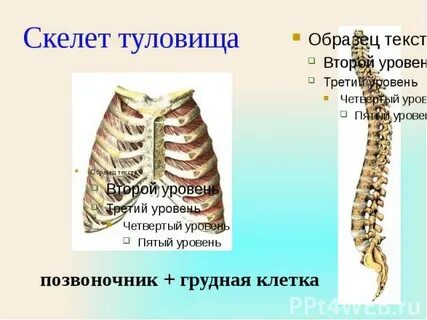 Скелет туловища тест 8 класс