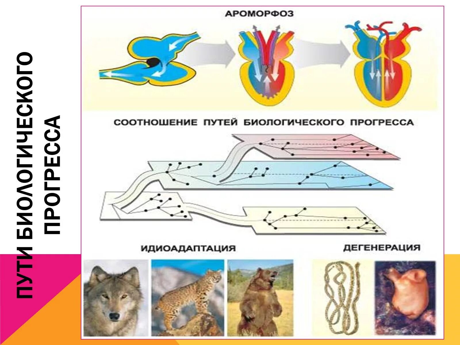 Биологический прогресс ароморфоз общая дегенерация и. Схема ароморфоза идиоадаптации и дегенерации. Северцов схема ароморфоз идиоадаптация дегенерация. Пути достижения биологического прогресса схема. Схема соотношений между ароморфозом идиоадаптацией и дегенерацией.