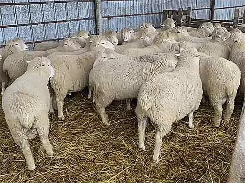 Продам баранину живым весом. Овцы курдючные товары. Баран а питере. Мериноландшаф порода овец. Продам овец живым весом.