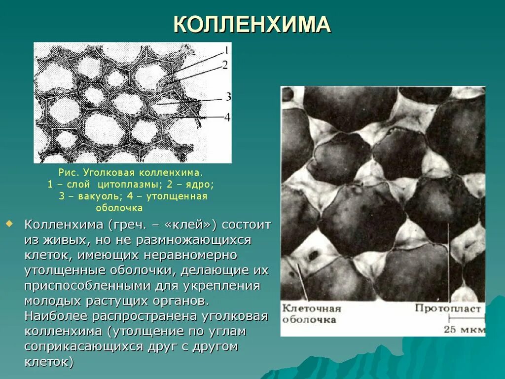 Строение колленхимы растений. Механическая ткань растений колленхима. Механическая ткань колленхима строение. Механические ткани уголковая колленхима. Механическая ткань биология 6 класс