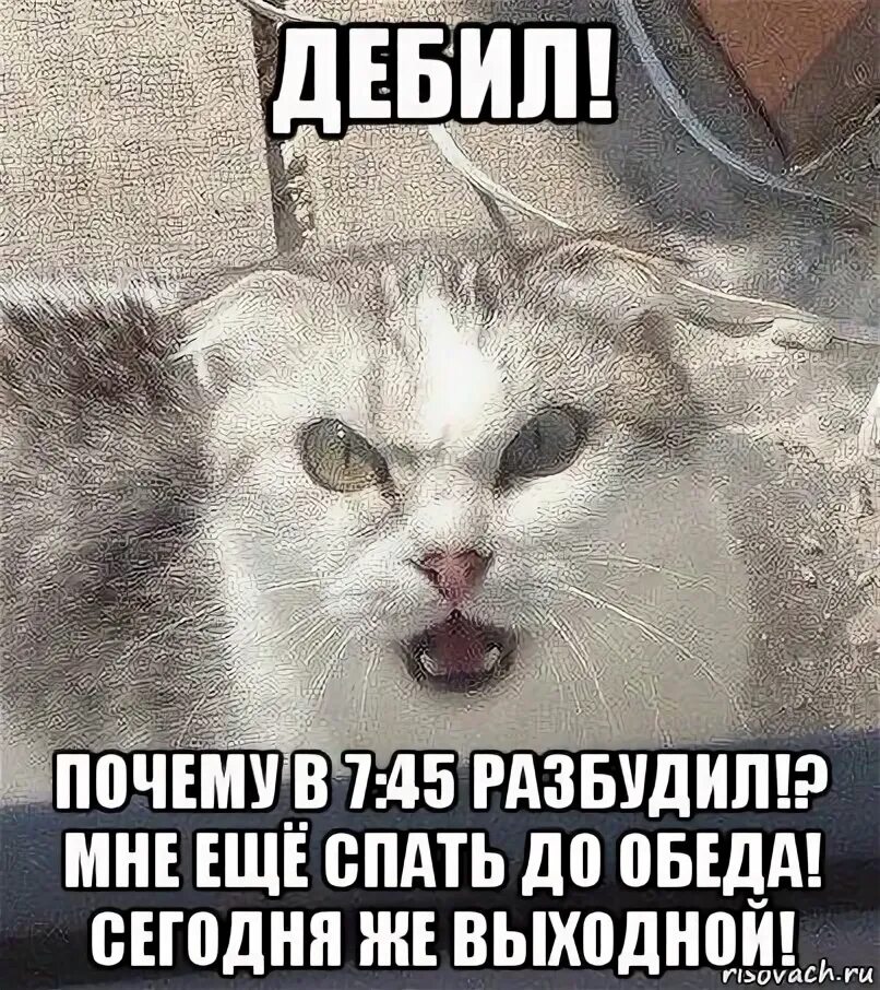 Злой дебил. Осторожно злой кот. Злой дебил. А кот вообще дебил. Осторожно, злая собака!.