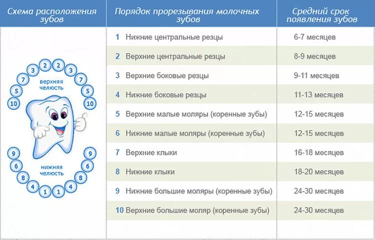 Какие зубы выходят первыми. Зубы у детей порядок прорезывания до года. порядок прорезывания зубов у детей схема до года. схема прорезывания молочных зубов у детей до 2 лет. прорезывание молочных зубов схема у детей последовательность.