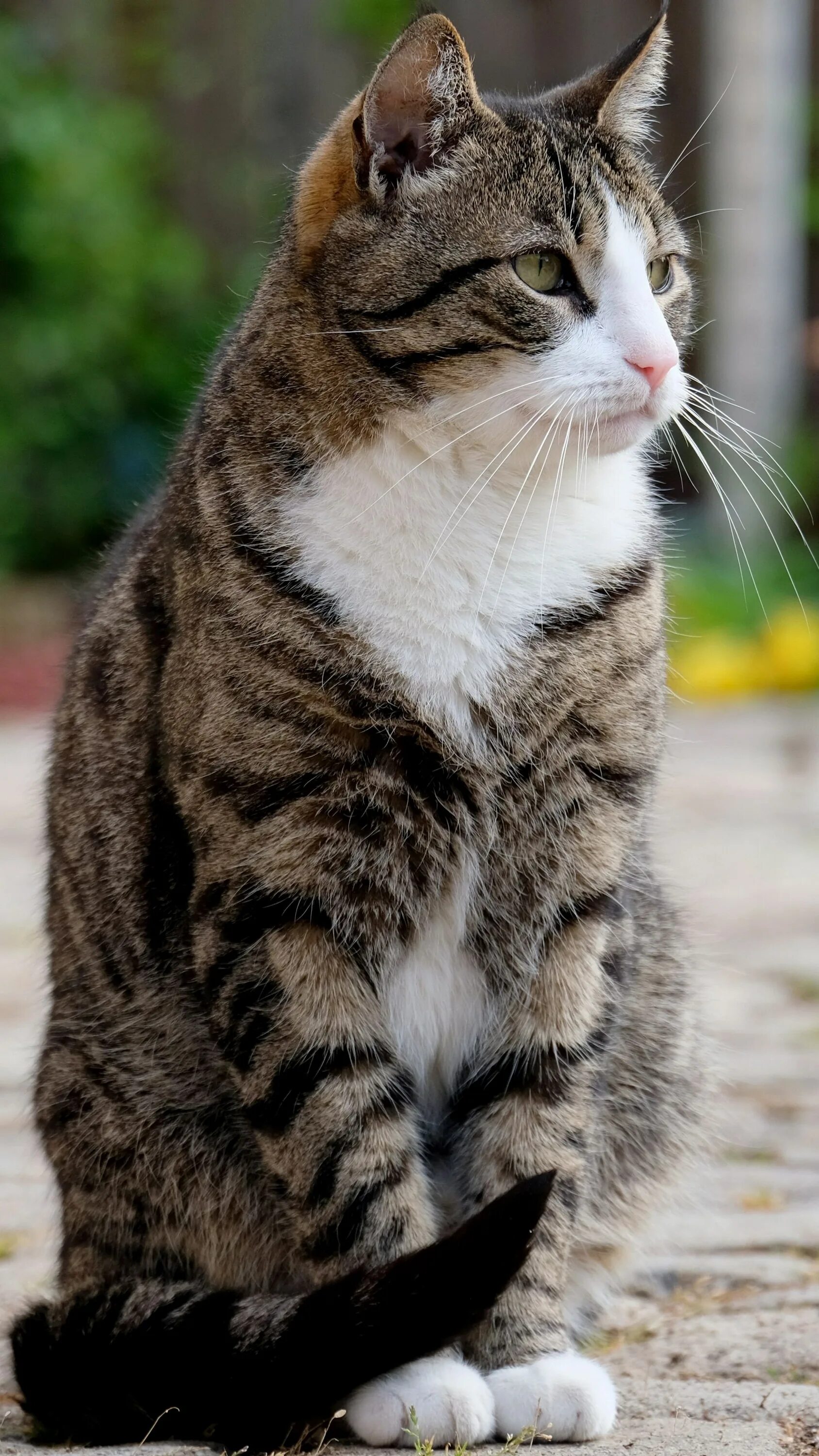 Фото сидящей кошки. Кот сидит. Полосатые коты. Сидячая кошка. Сидеть.