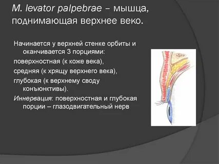 Поднимающая мышца века