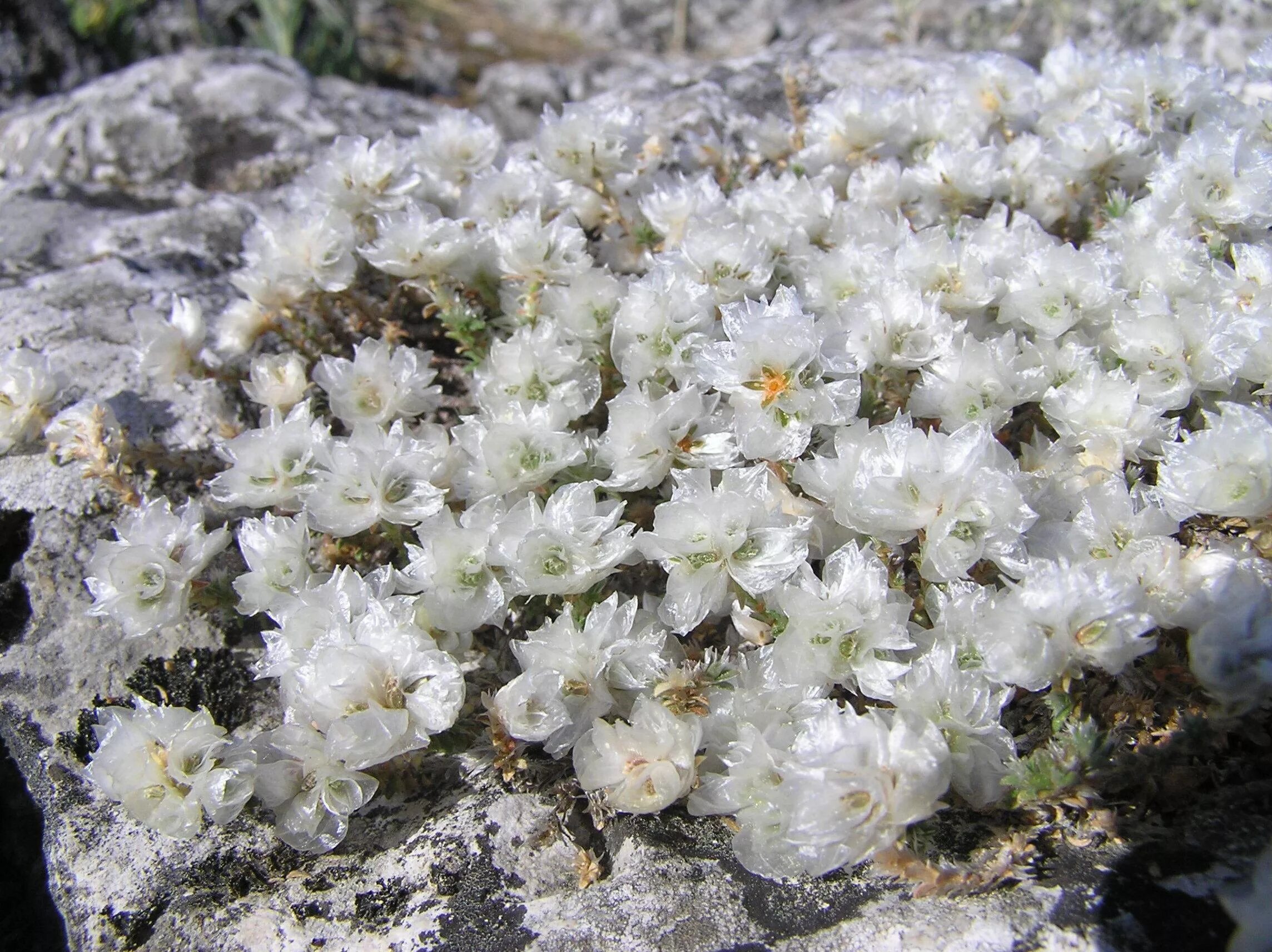 тюльпан шренка. Colchicum triphyllum. прострел крымский эндемик. цветы крыма названия. дикие ирисы крымские.