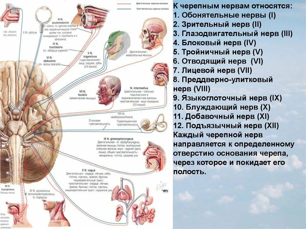 12 Пар черепных нервов схема. Функции 12 пар черепно-мозговых нервов (ЧМН).. Схема строения черепных нервов. 12 Пара черепных нервов схема.