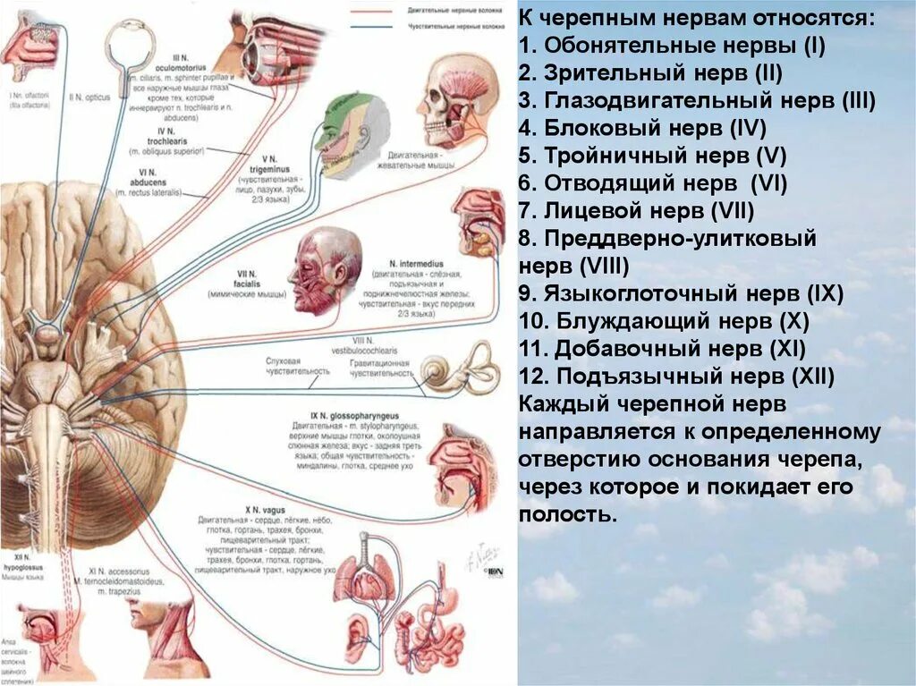 Черепные нервы относят