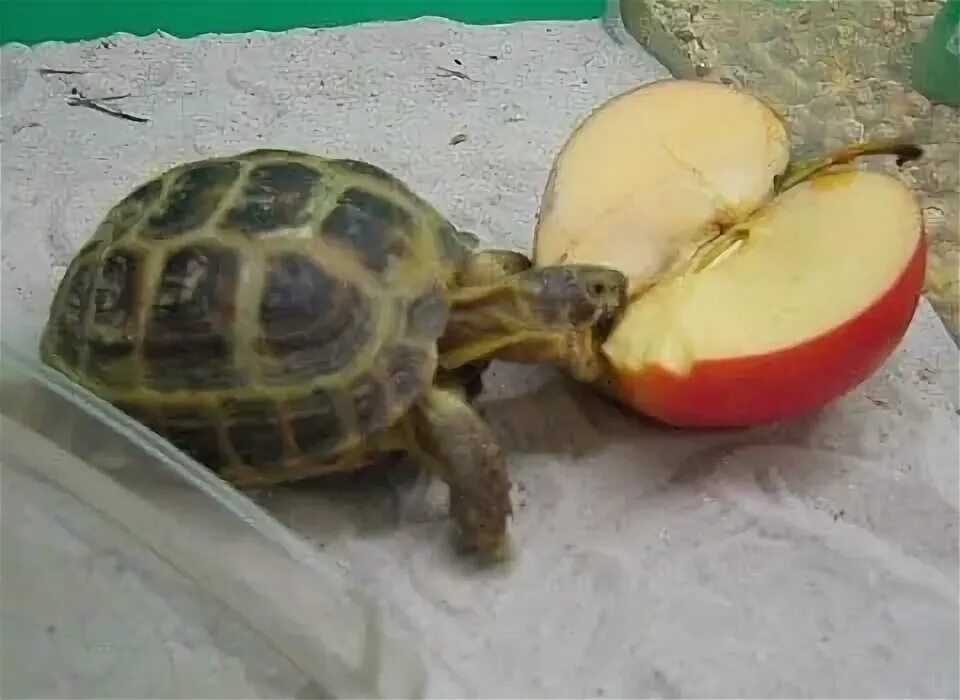 Можно черепахам яблоки. Среднеазиатская красноухая черепаха. Среднеазиатская черепаха маленькая. Черепахи домашние Сухопутные. Что едят Сухопутные черепахи.