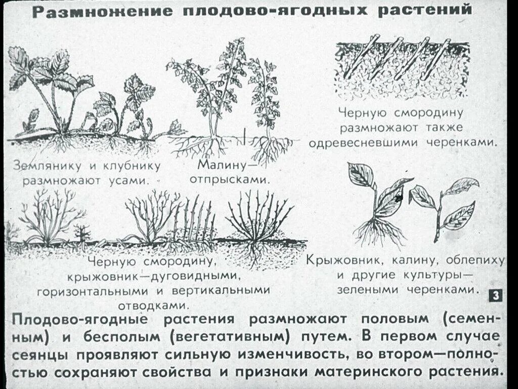Черенкование плодовых кустарников. Размножение отводками схема. Размножение мелиссы черенками. Размножение плодовых культур. Горизонтальные отводки растения.