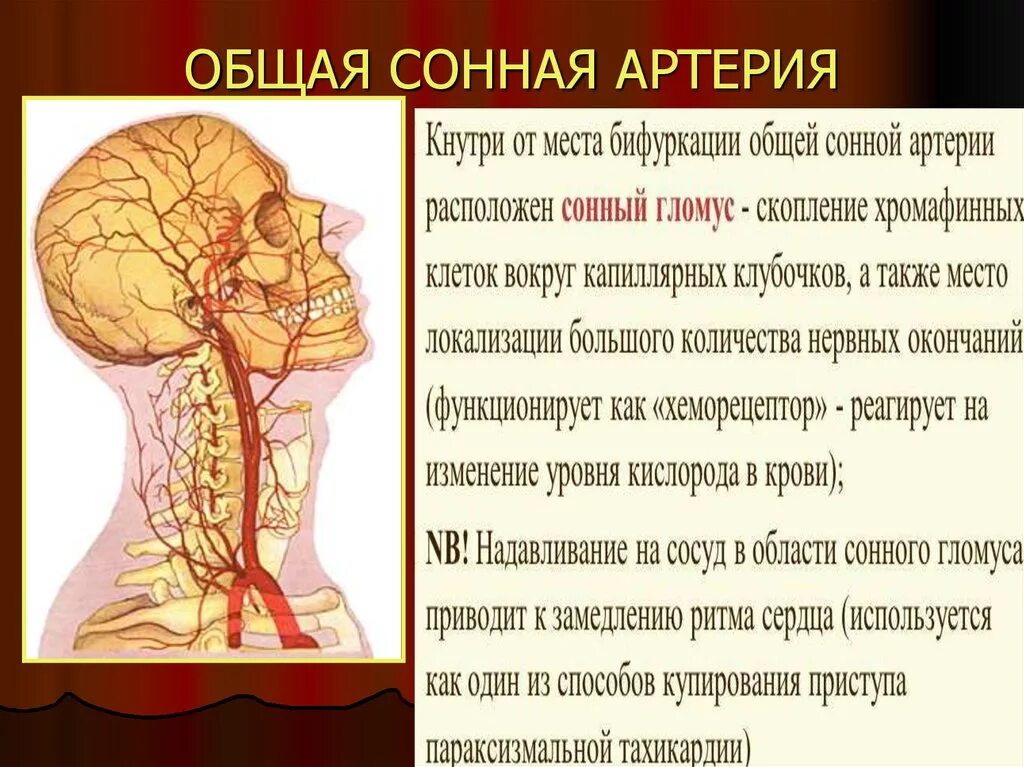 Наружная сонная артерия где. Левая общая Сонная артерия кровоснабжает. Правая общая Сонная артерия кровоснабжает. Общая Сонная. Общая Сонная артерия делится.