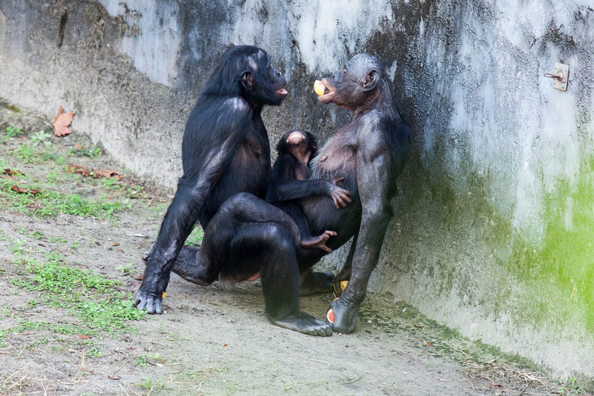 Шимпанзе бонобо. Шимпанзе бонобо спаривание. Обезьяны бонобо спариваются. Бонобо самец. Animals member