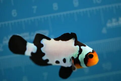 Clownfish changer