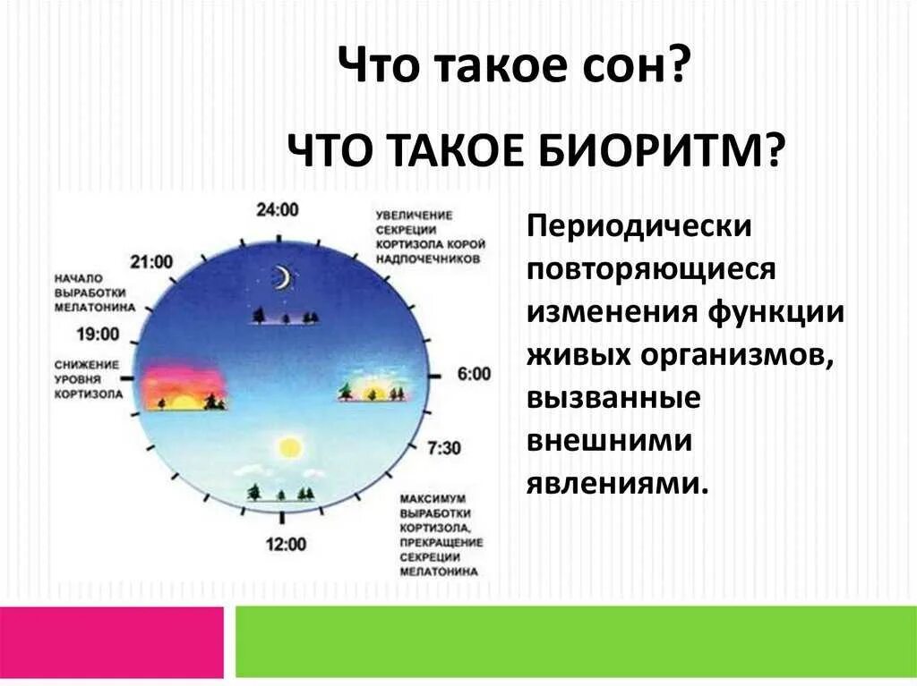 Биологические ритмы. Суточные биологические ритмы человека. Циркадные биологические ритмы. Суточный биологический ритм.