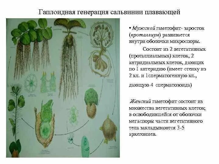 Имеют придаточные корни антеридии и архегонии. Жизненный цикл сальвинии плавающей схема. Заросток сальвинии. Сальвиния плавающая размножение. Сальвиния спорангии.