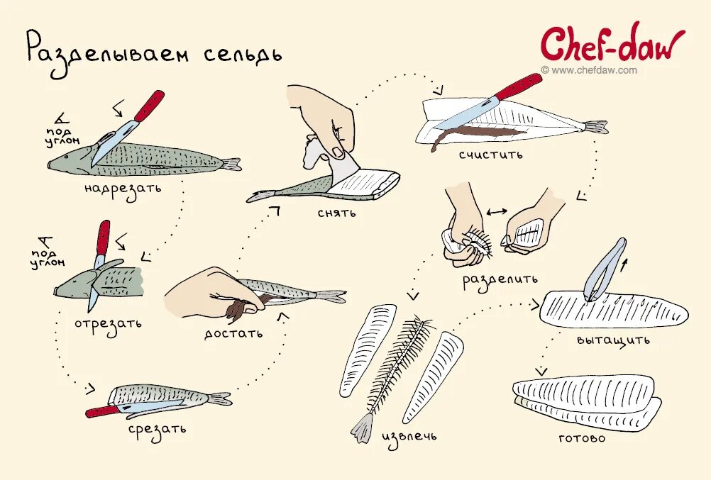 сельдь схема. сельдь схема. алоза сельдь каспийская. технологическая схема приготовления рыбы под маринадом. рыба из семейства сельдевых.