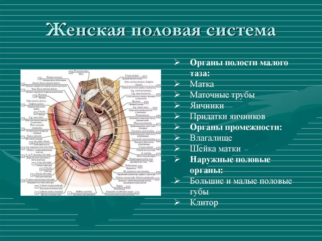 Половые органы строение функции. Схема женских органов сбоку. Строение наружной половой системы. Женская половая система описание органов. Женская половая система схема анатомия.