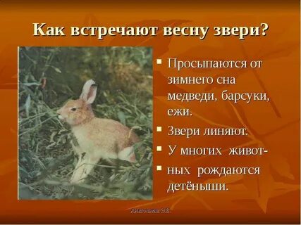 К звери готовятся зиме и нагуливают барсук