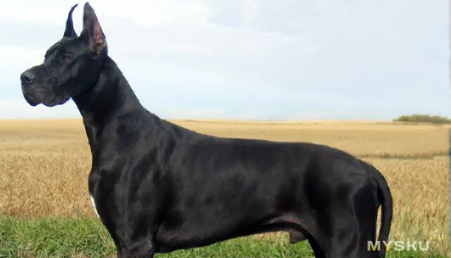 Собаки породы Немецкий дог (датский дог) - ICA.DOG