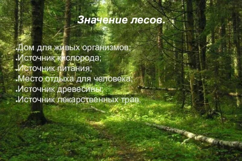 Источник чего является лес для человека. Высказывания про лес. красивые слова про лес. цитаты про лес. красивые выражения про лес.