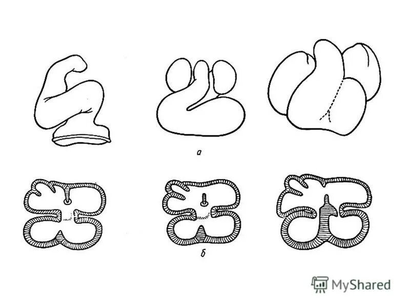 источники развития сердца. артериальный конус сердца. развитие сердца вопросы. дуга аорты редуцируется это. развитие сердца схема.