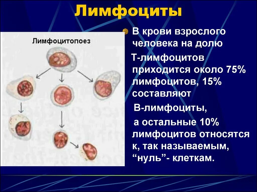 Лимфоциты 1,08. Лимфоциты периферической крови. Т лимфоциты в периферической крови. Лимфоциты в периферической крови норма. Кровь лимфоциты 45