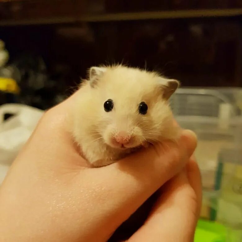 хомяк купить. принадлежности для хомяка джунгарика. клетки для хомячков корм для хомячков. клетки для хомяков девочек. хома игрушка.