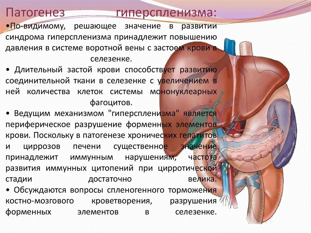 Спленомегалия при циррозе патогенез. Синдром гиперспленизма патогенез. Спленомегалия и гиперспленизм этиология. Спленомегалия механизм развития.